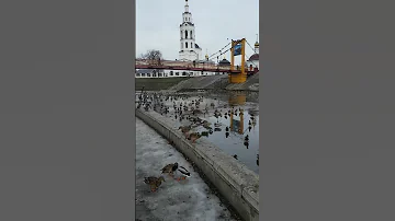 3147 Кормление уток на реке Орлик у плотины подвесного моста Богоявленский собор город Орел #Shorts