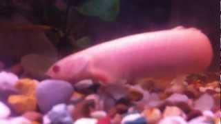 🐠10. Species Profiles : Senegal Bichir 🐠