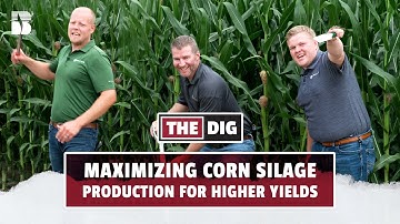 Maximizing Corn Silage Production For Higher Yields | The Dig