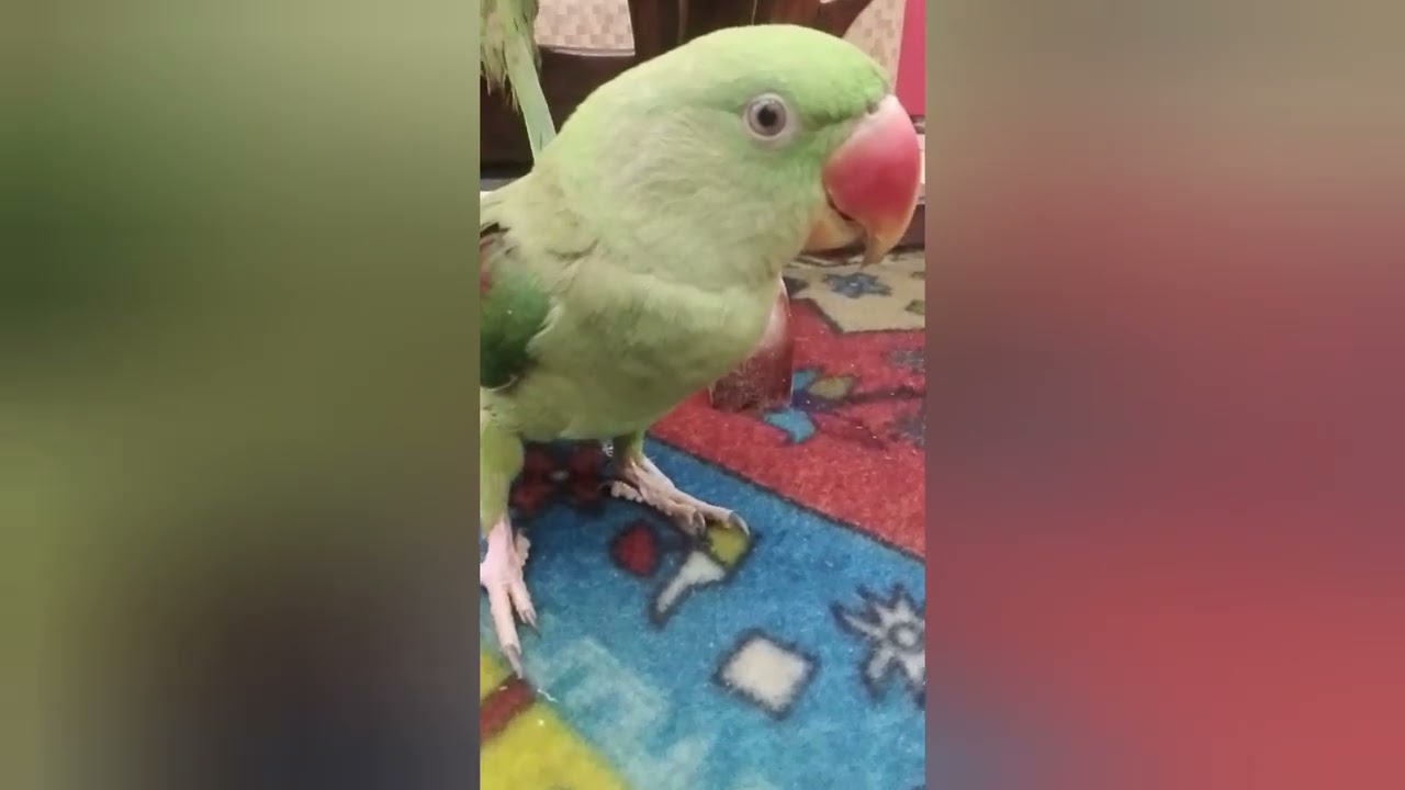Parrot vlog 💕💕