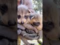 Discover the racoon family#Love #foryou #tiktok #animal... #Shorts #osmundo0716