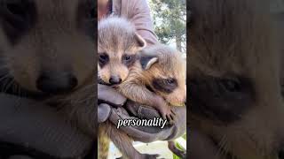 Discover the racoon family#Love #foryou #tiktok #animal... #Shorts #osmundo0716