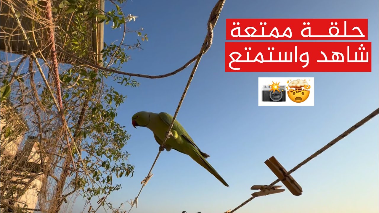 الببغاء الذكر هرب تتوقعون يرجع ⁉️ والأنثى ضربتني شوفوا كيف 🤯🤕