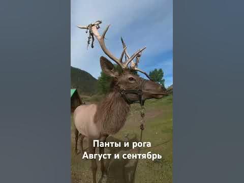 Рога или панты? Тёплые и мягкие панты марала, осенью превращаются в ...