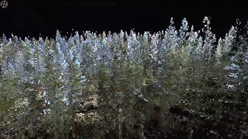 Terrestrial Laser Scanner fly-through of a forest plot