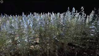 Terrestrial Laser Scanner fly-through of a forest plot