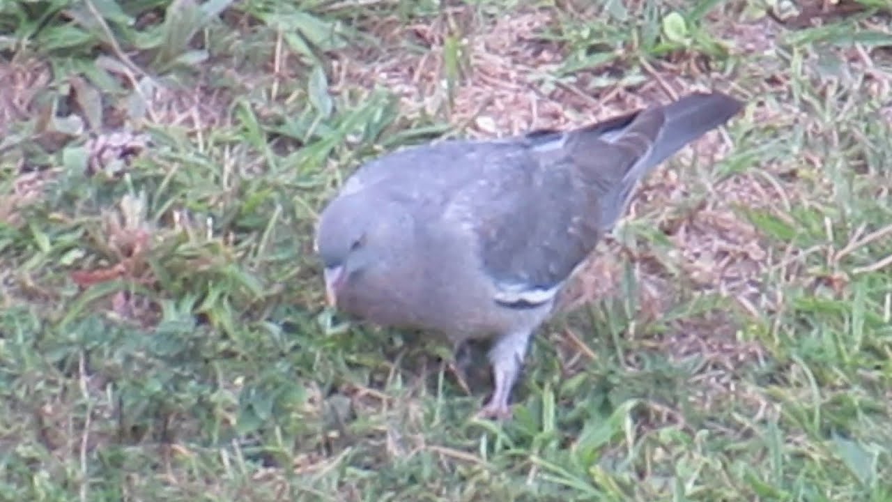 un-jeune-pigeon-ramier-se-nourrit-au-sol-un-matin-de-septembre-youtube