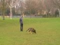 Dog Training search for articles Dog Training search for articles