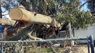 Massive eucalyptus smashes Castro Valley home