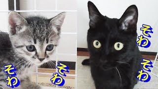 母猫が恋しいのかクロの声に反応し始める子猫
