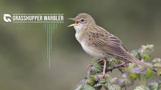 Grasshopper Warbler Song