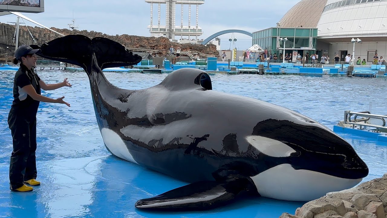 COMINGS whale living 白盤　live会場限定　中古 COMINGS whale living 白盤 live会場限定 中古 COMINGS whale living