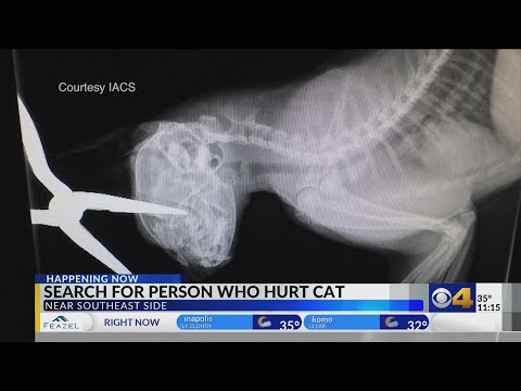 Videó: A macska ellopja a show-t a tulajdonos vezetőjével ugrálva az élő televíziós interjú során