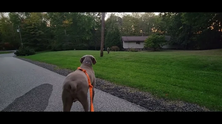 Deer Queen Elizabeth - Holder The Weimaraner 9/19/22