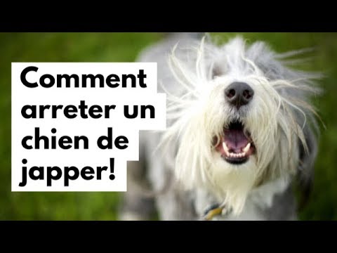 Vidéo: Japper est-il un vrai mot ?