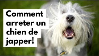 Comment arrêter un chien de japper