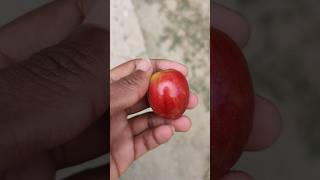 Apple Jujube ??????????// shorts trending viral eating jujube bogori apple