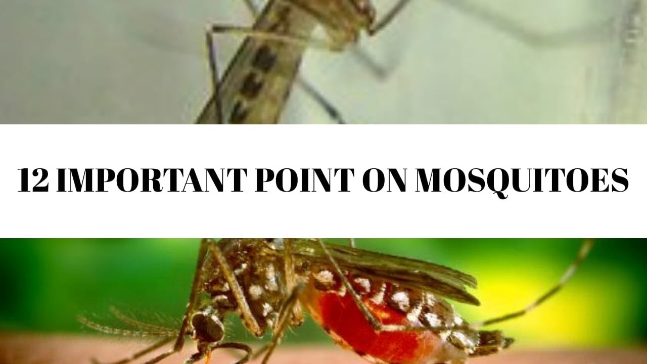 MOSQUITOES || JENPAS & PARAMEDICAL 2020 || ANIMAL KINGDOM CLASS 11