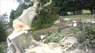Treemankyle lrg beech tree with McAuley tree services