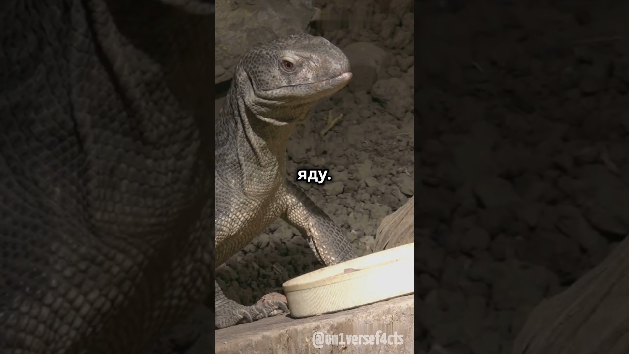 Факты про Нильского Варана! #природа #животные #варан #facts #факты #хищник #африка #ящерица