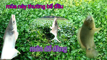 Câu cá. câu cá rô đồng mùa khô hạn thường thường cá chậm ăn mồi @chuachactv