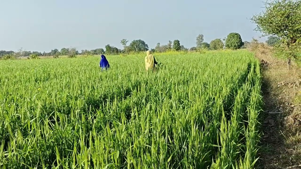 अपने गाँव का Gehu Ka khet 🌾Apne Gav Ka गेहूं का खेत🌾🌾🍁