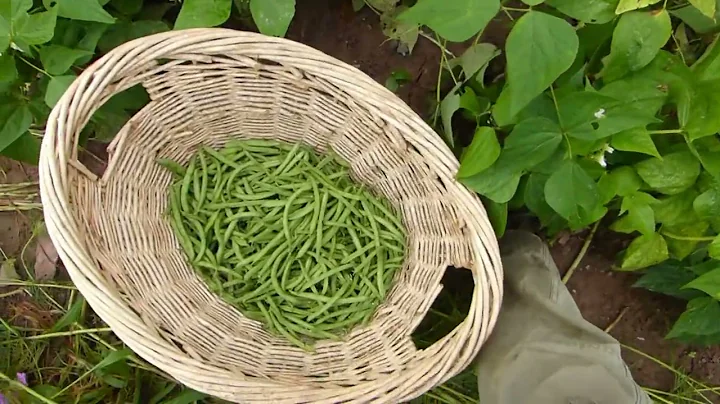 THE NO TRASH DIET green beans