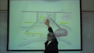 RESPIRATORY PHYSIOLOGY; TRANSPORT OF O2 IN THE BLOODSTREAM by Professor Fink