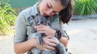Детенышу коалы чешут пузико