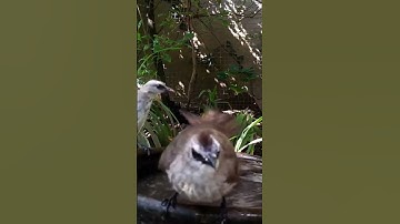 Burung Trucukan saat ada di aviary mini #burung #birds #trucukan @PutoeSoemi