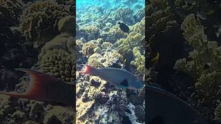 Rushing to hide Bicolour Parrotfish in terminal phase (male) @RedSeaBit #fish #redsea #gopro