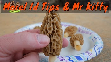 Tips On Identifying Edible Morel Mushrooms Vs False Morels