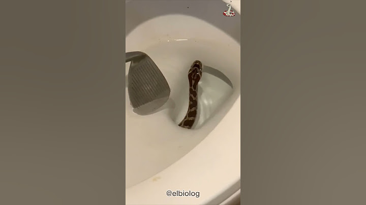 Serpiente saliendo del baño 🚽🐍