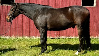“PF Fairytale” Flatwork and Lead Changes - For Sale