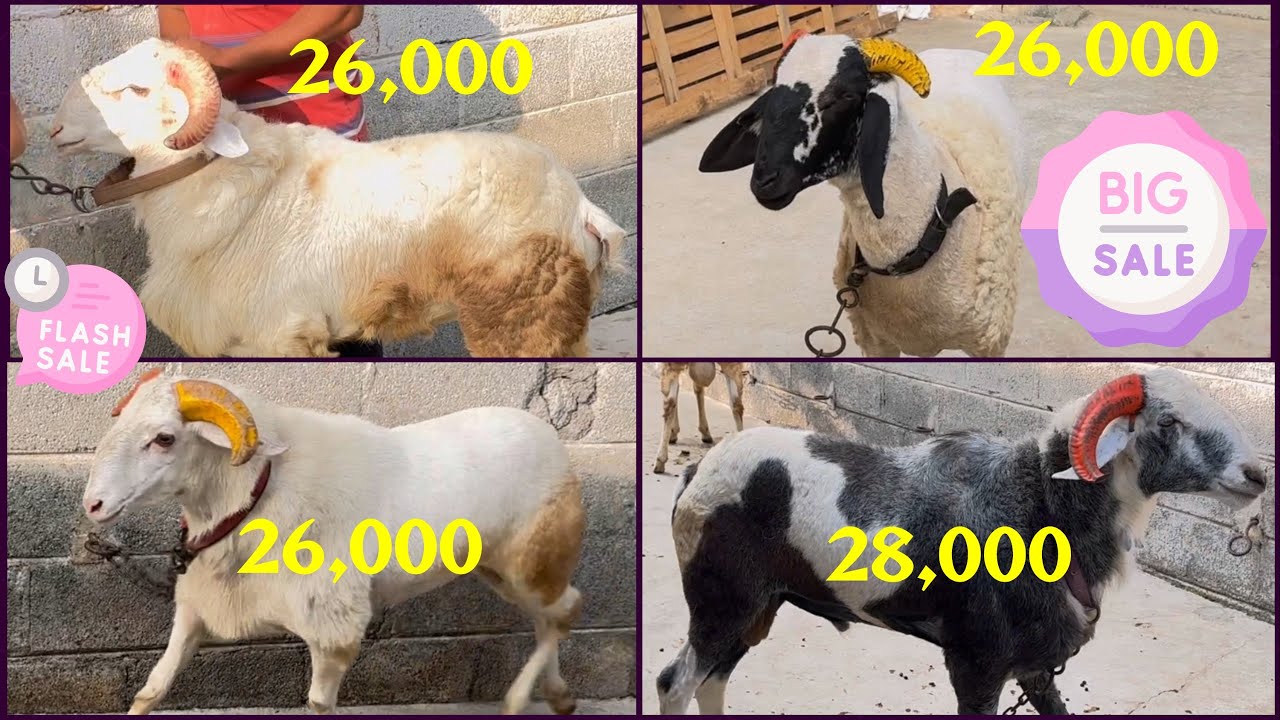 Heavy Weight Amingad Sheep at Offer Price | All above 50kg starts from ...