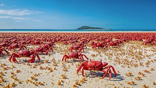 Download Lagu Wypuścili Miliony Zabójców Mrówek na Wyspie Krabów, a Zmiana Była Natychmiastowa! MP3