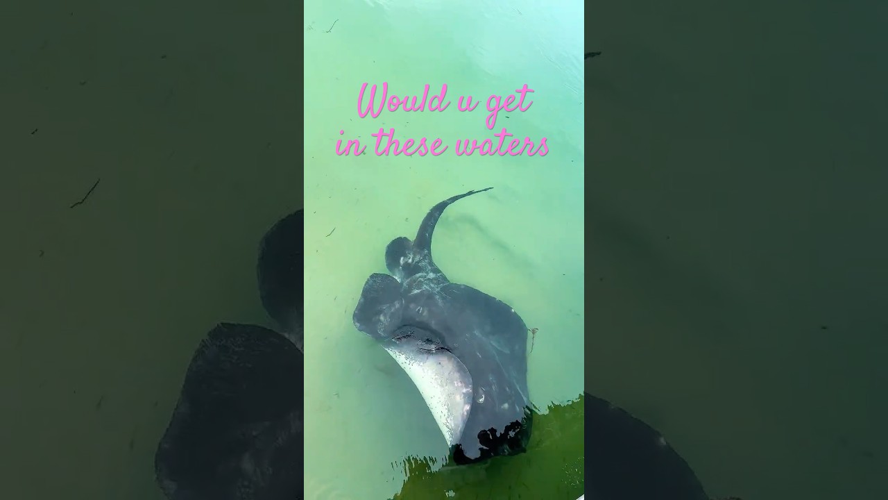 Would you get in the water ? The Giants of Inverloch Pier | Smooth Stingray Sightings #wildlife