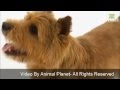 Norwich Terrier Temperament - and Breed Information の動画、YouTube動画。