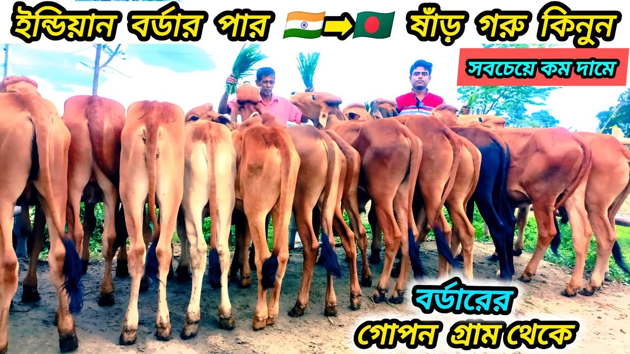 ০৯/০৭/২৫/🔰 সবচেয়ে কম দামে ইন্ডিয়ান বর্ডার ক্রস ষাঁড় গরুর লট কিনুন সরাসরি বর্ডার এলাকা থেকে 