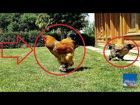 Giant chicken video shines light on quirky Brahma poultry breed - ABC News