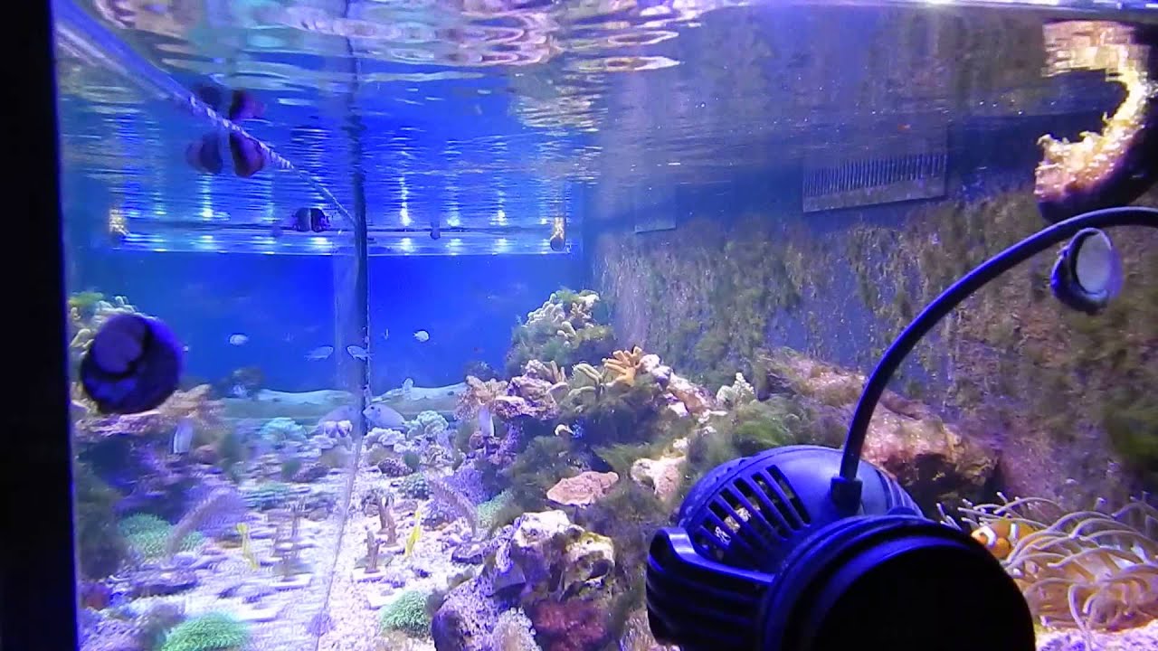 JEBAO WP-40 - YouTube