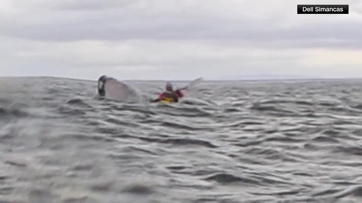 Humpback whale briefly swallows kayaker