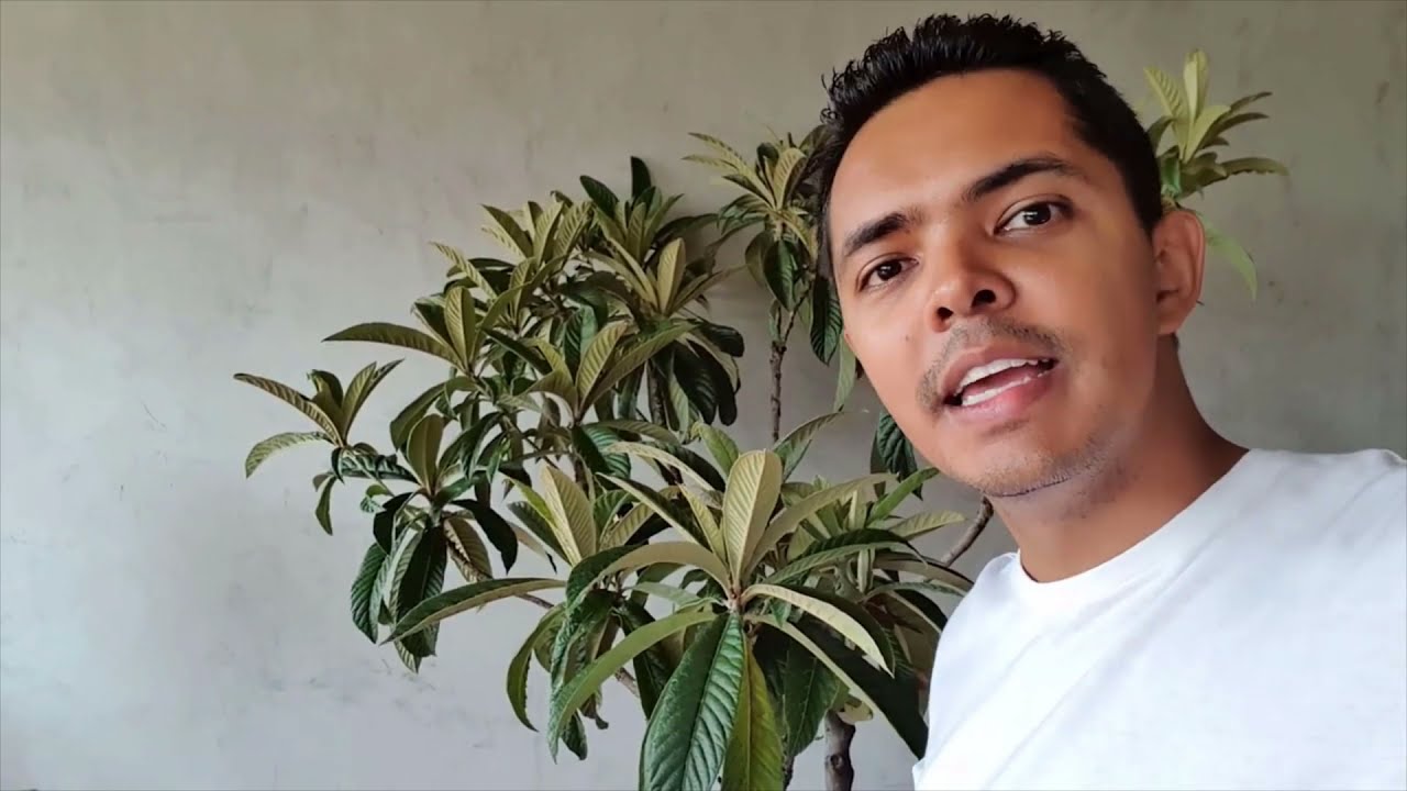 Poda para Frutificação Rápida Nêspera - Ameixa Amarela