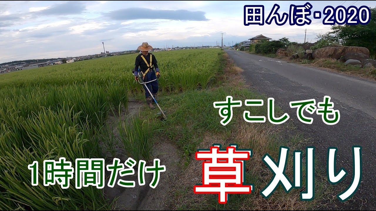 夕方1時間だけ、あぜ草を刈る 田んぼ・2020 20200729 - YouTube