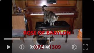 ROSE OF BABYLON   -   QRS - 1309