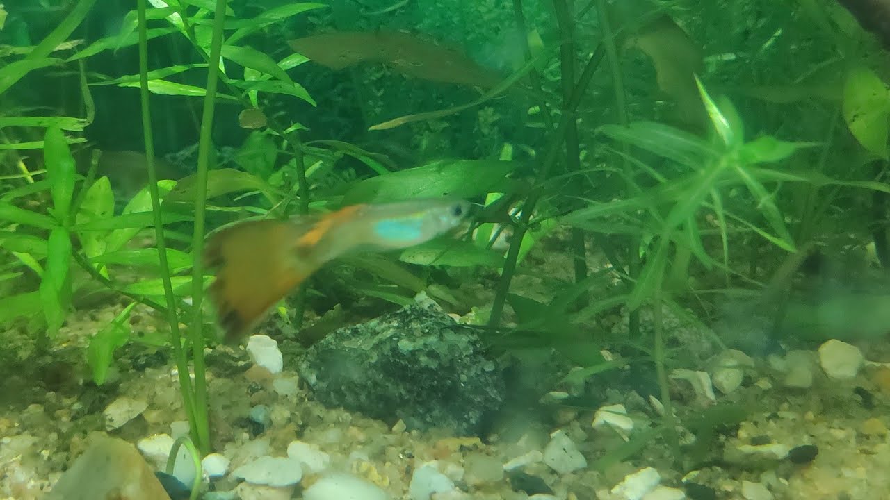 How to cure Fish Parasites (বাংলা) YouTube