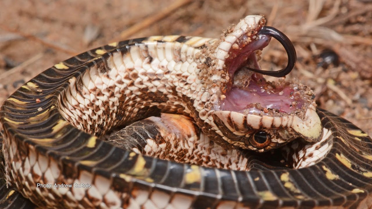Hognose snake playing dead! Did you know not only will these