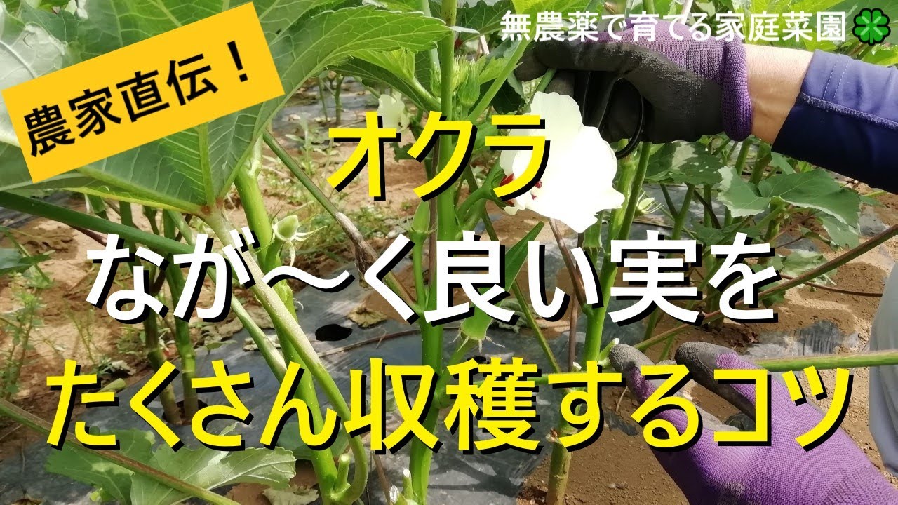 オクラ栽培 良い実を長く収穫するための摘葉 追肥 収穫方法 有機農家直伝 無農薬で育てる家庭菜園 22 7 30 Youtube