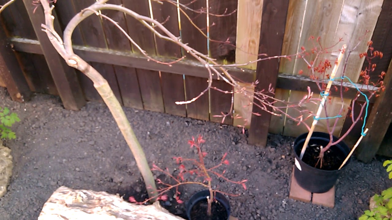 Japanese Maple Pruning In Spring Dissectum (part 4) YouTube