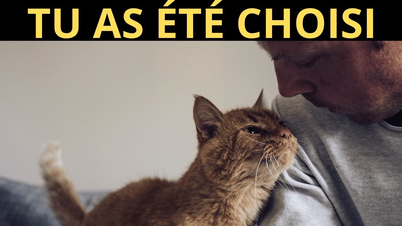 Si votre chat enfreint ces 7 règles biologiques, vous êtes la personne qu’il a choisie